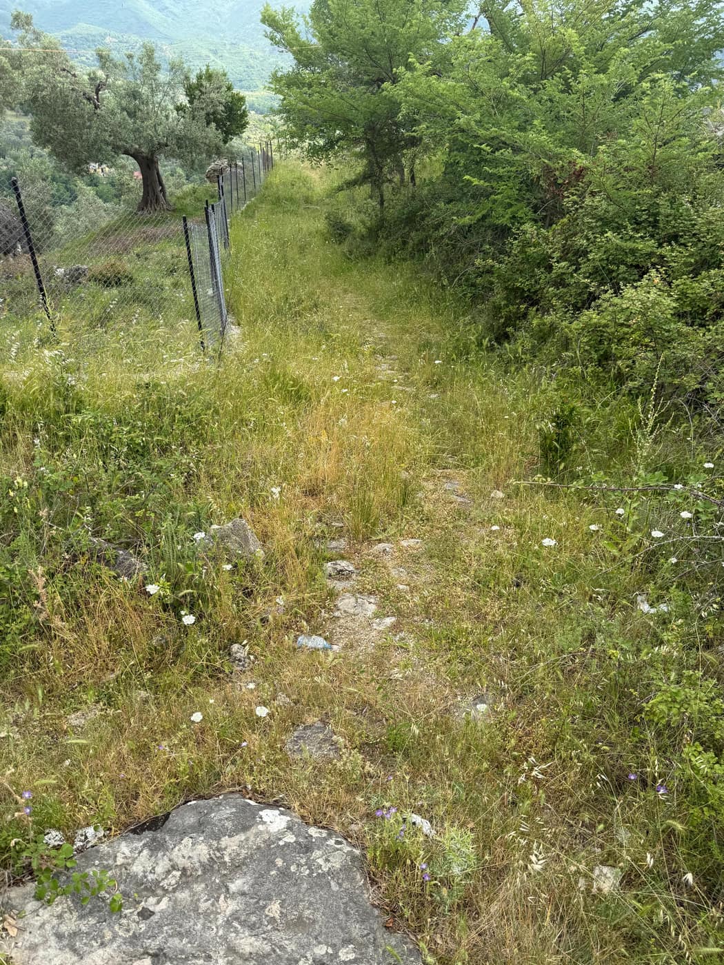 KALLDREMI NE LAGJEN MECE