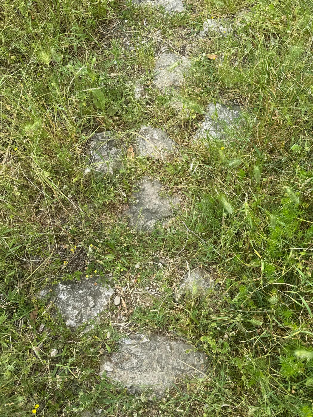 KALLDREMI NE LAGJEN MECE - Foto 1